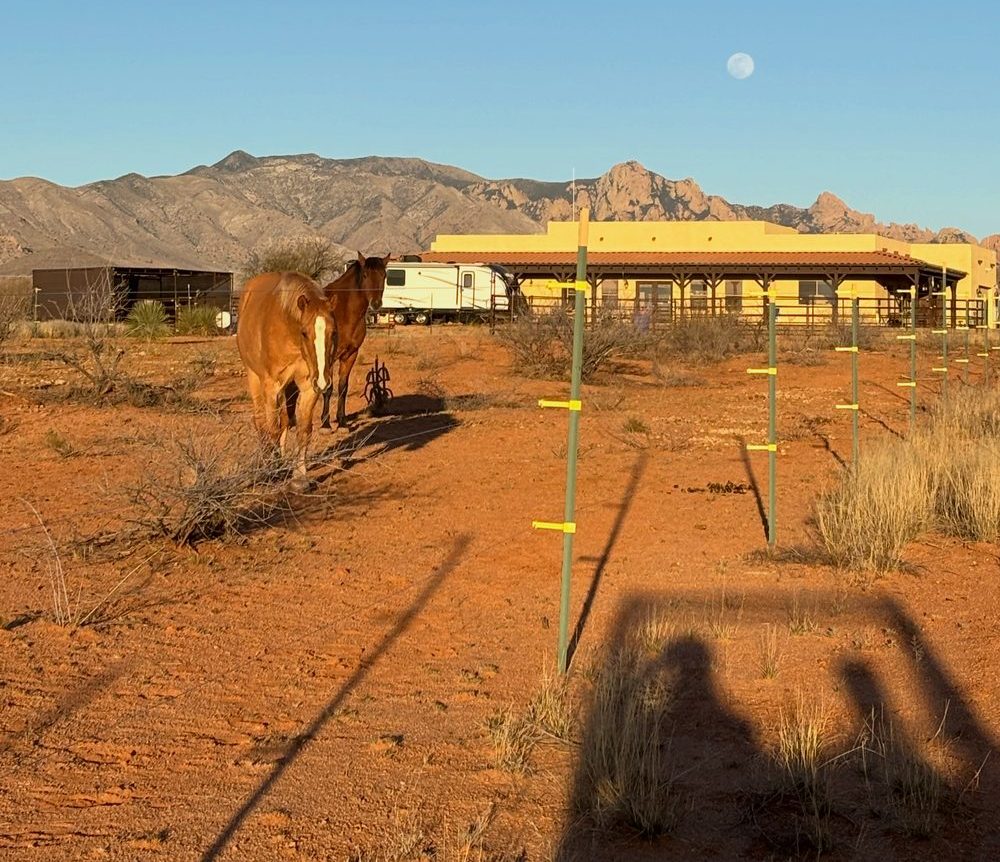 Two horses in a paddock at sunrise, the ranch house and the Dragoon Mountains behind them