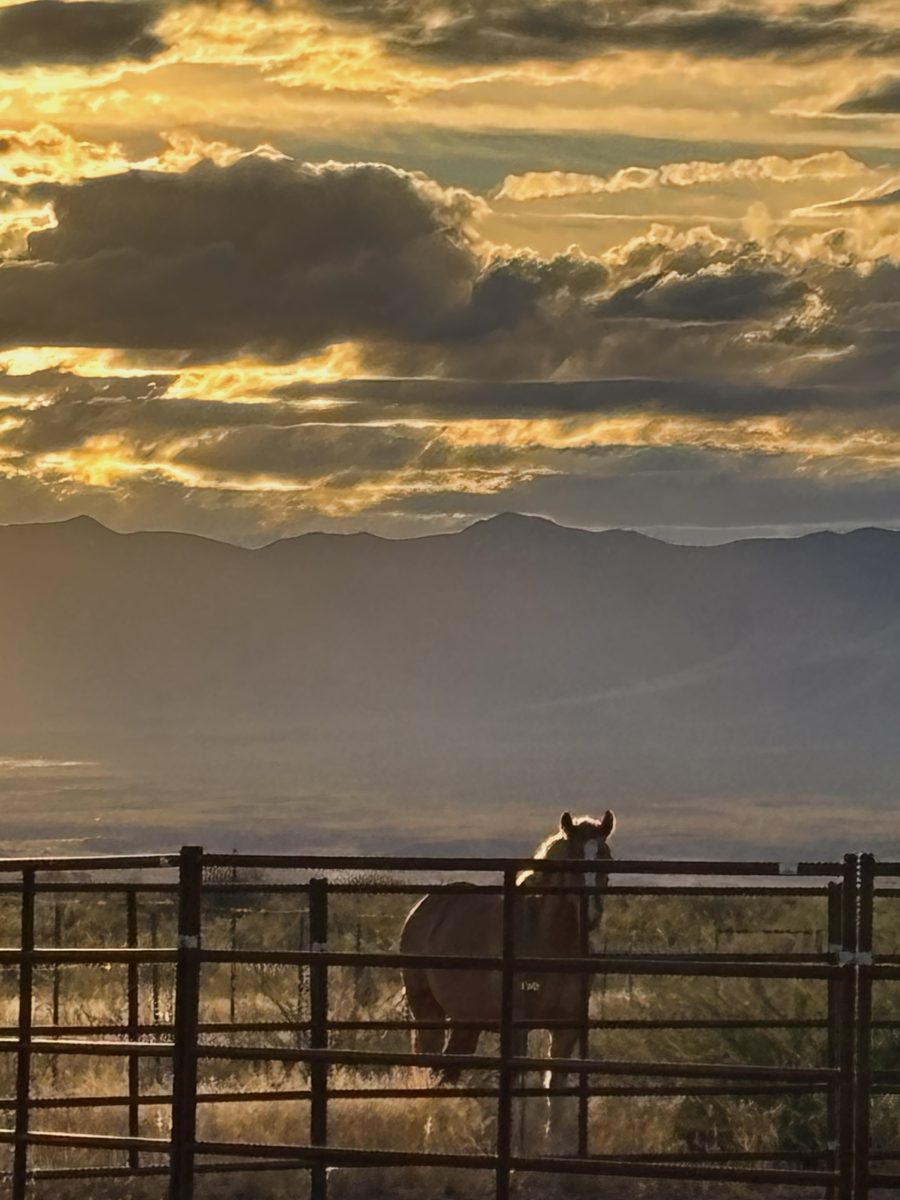 Red in the dry lot at sundown, the round pen in front of him. A long way from a drought gather.